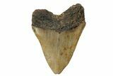Fossil Megalodon Tooth - North Carolina #245877-2